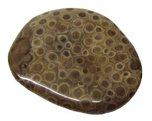 Petoskey Stone