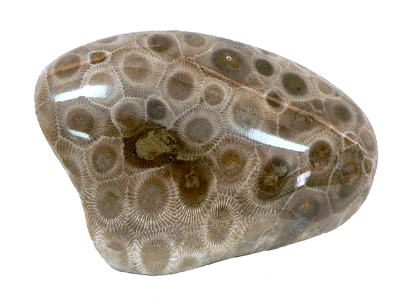 Petoskey Stone 6pc. flat