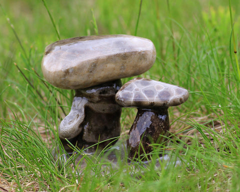 Petoskey Stone Mushroom Double