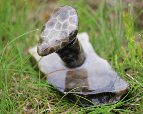 Petoskey Stone Mushroom Medium Single