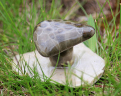 Petoskey Stone Mushroom Small Single