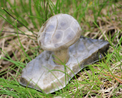 Petoskey Stone Mushroom Small Single