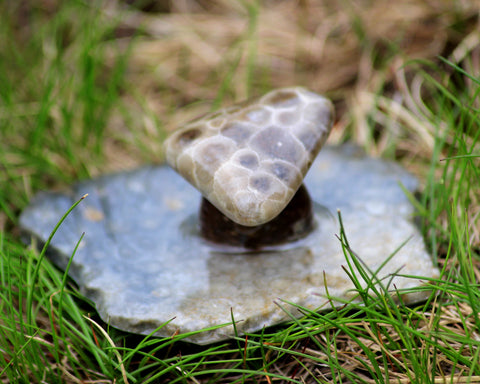 Petoskey Stone Mushroom Small Single