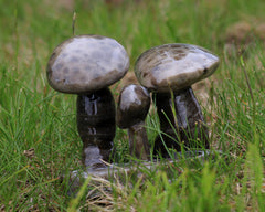 Petoskey Stone Mushroom Triple