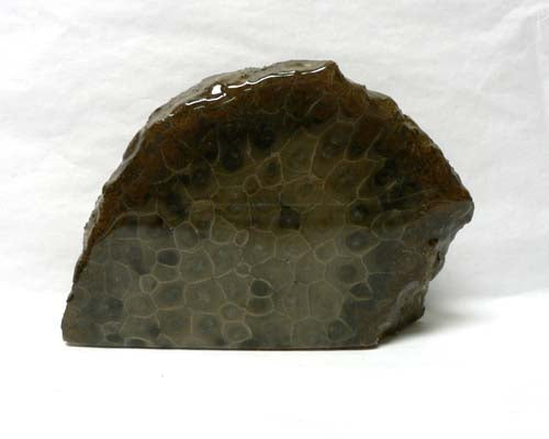 Petoskey Stone Small Endcut Decorators