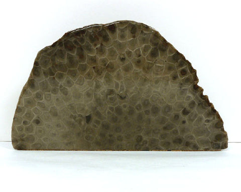 Petoskey Stone Large Endcut Decorator