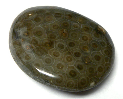 Polished Petoskey Stones - 12pc flat