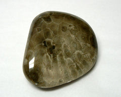 Polished Petoskey Stones - 18pc flat