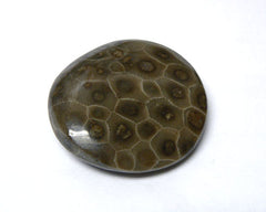 Polished Petoskey Stones - 24pc flat