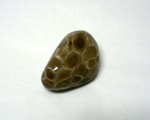 Polished Petoskey Stones - 35pc flat