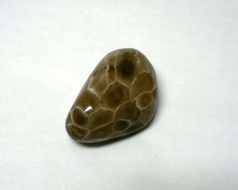 Polished Petoskey Stones - 35pc flat