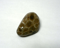Polished Petoskey Stones - 35pc flat