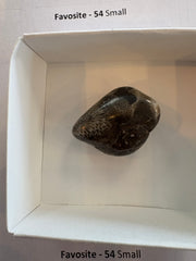 Polished Favosite - 54pc Small Flat
