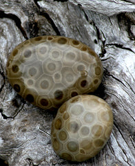 Petoskey Stone Freeform - High Grade