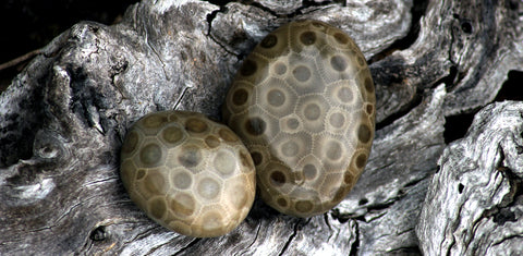 Petoskey Stone Freeform Magnet