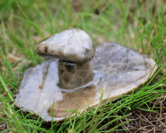 Petoskey Stone Mushroom Medium Single