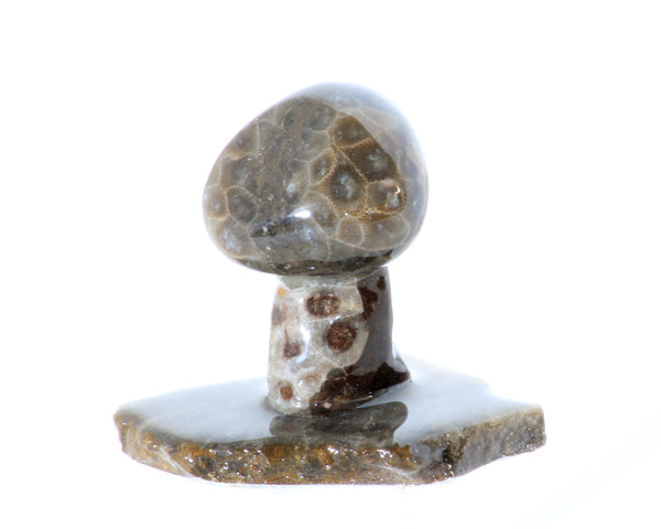 Petoskey Stone Mushroom Medium Single