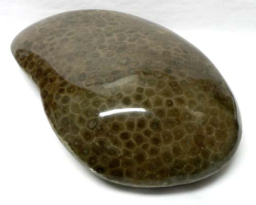 Petoskey Stone Polished – Keweenaw Gem Gift WS - Main Image